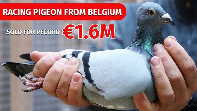 Record-Breaking Pigeon Sale