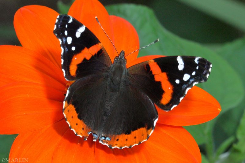 Red Admiral Butterfly