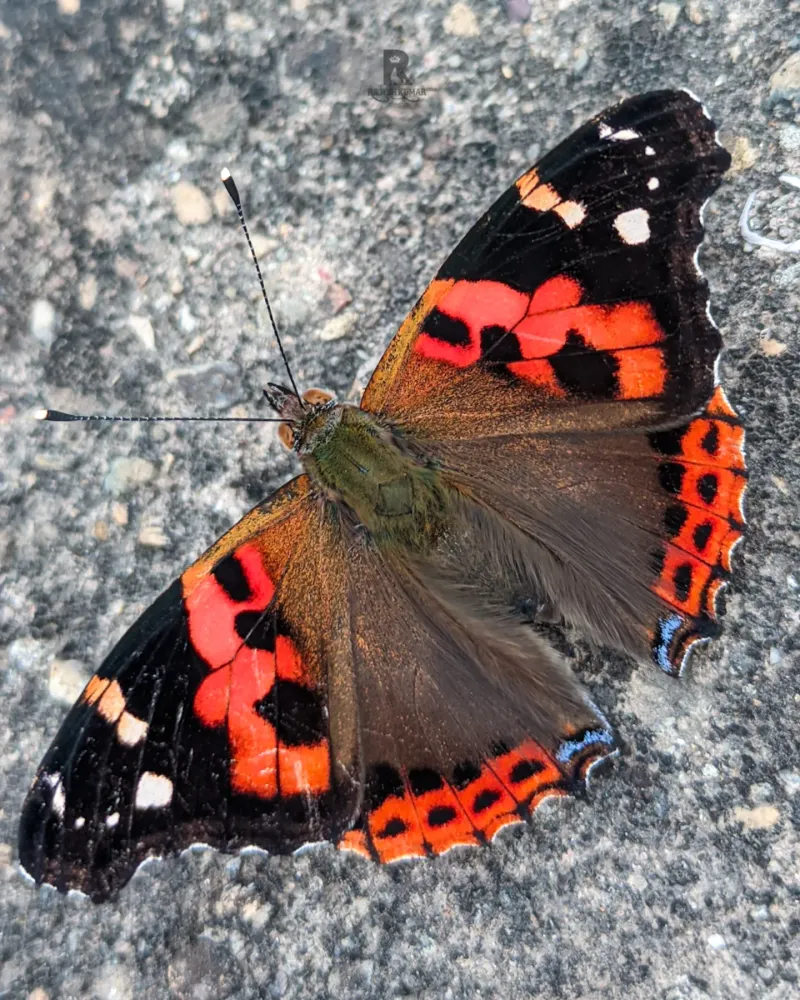 Red Admiral