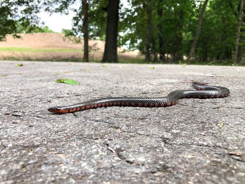 Red-Bellied Snake