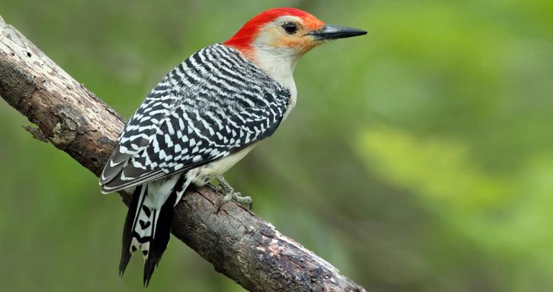 Red-Bellied Woodpecker
