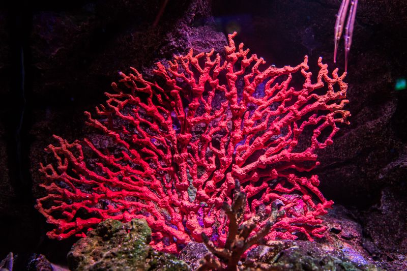 Red Coral