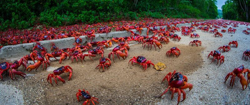 Red Crabs of Christmas Island