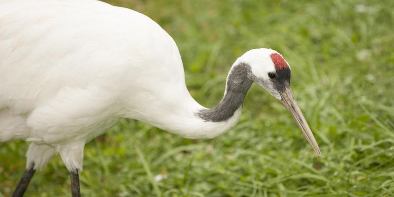 Red-Crowned Crane