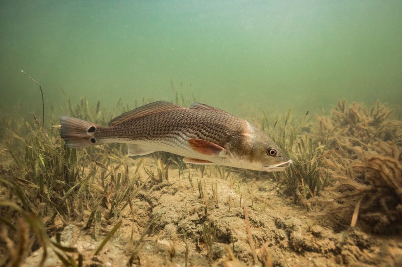 Red Drum