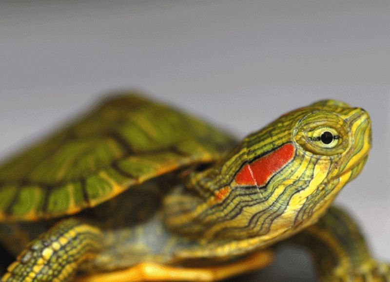 Red-Eared Sliders