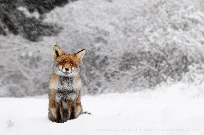 Red Fox