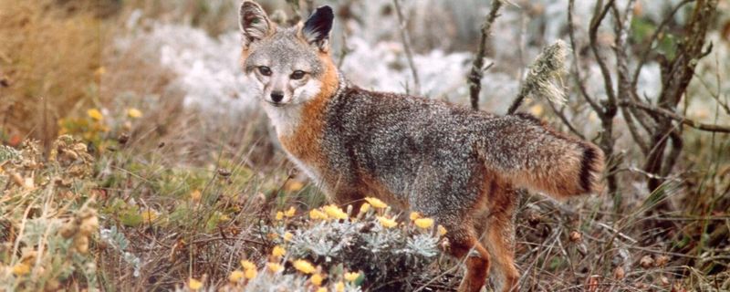 Red Fox