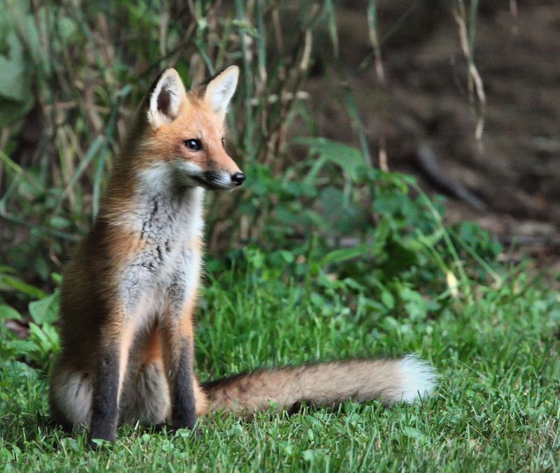 Red Fox