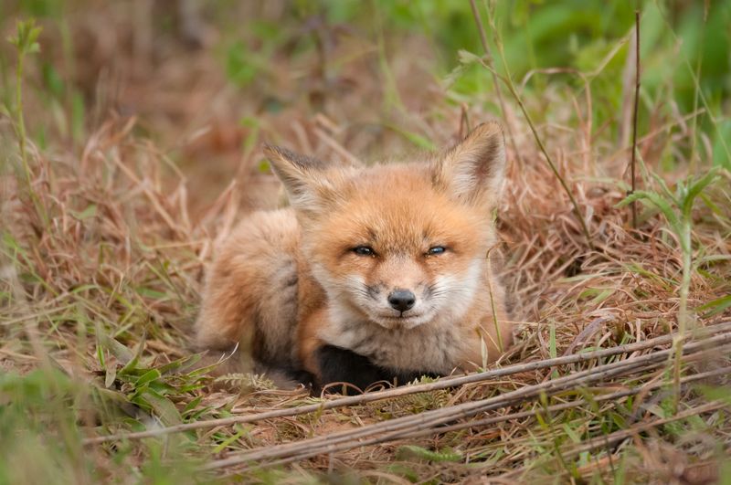Red Fox
