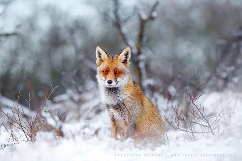 Red Fox