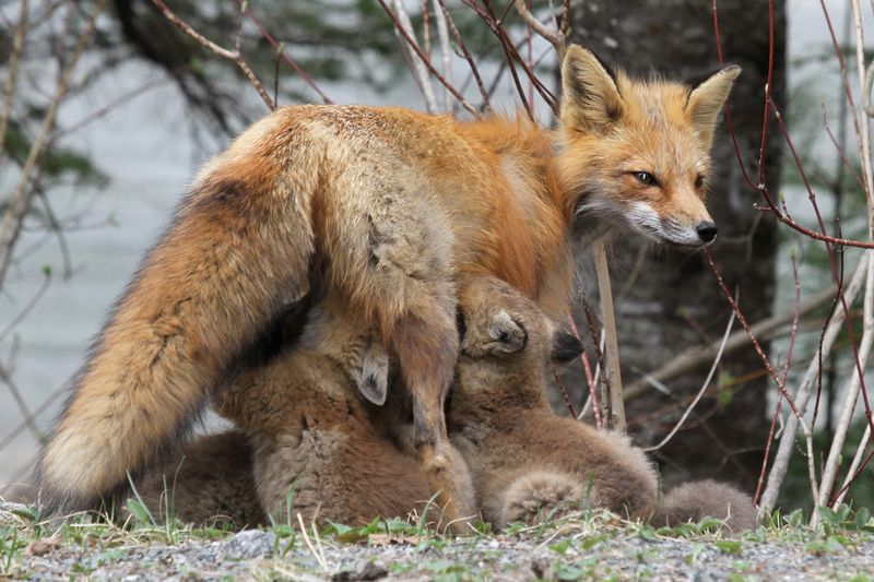 Red Fox