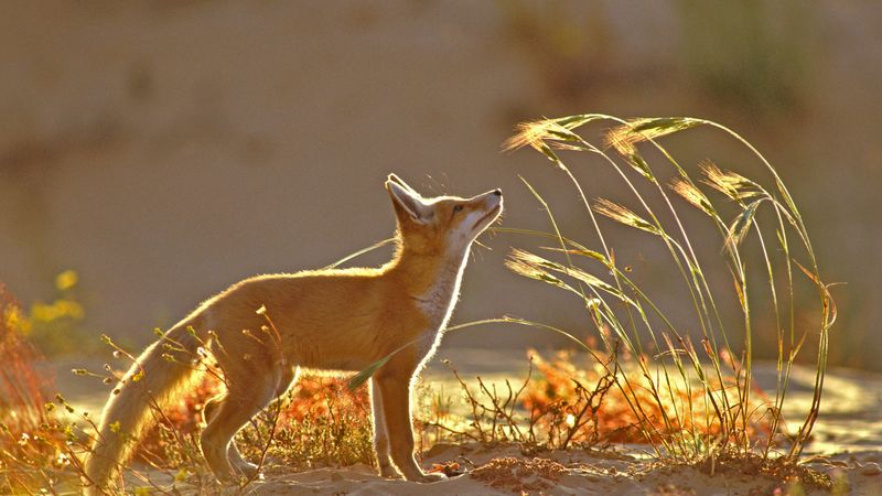 Red Fox