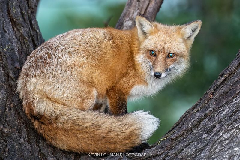 Red Fox