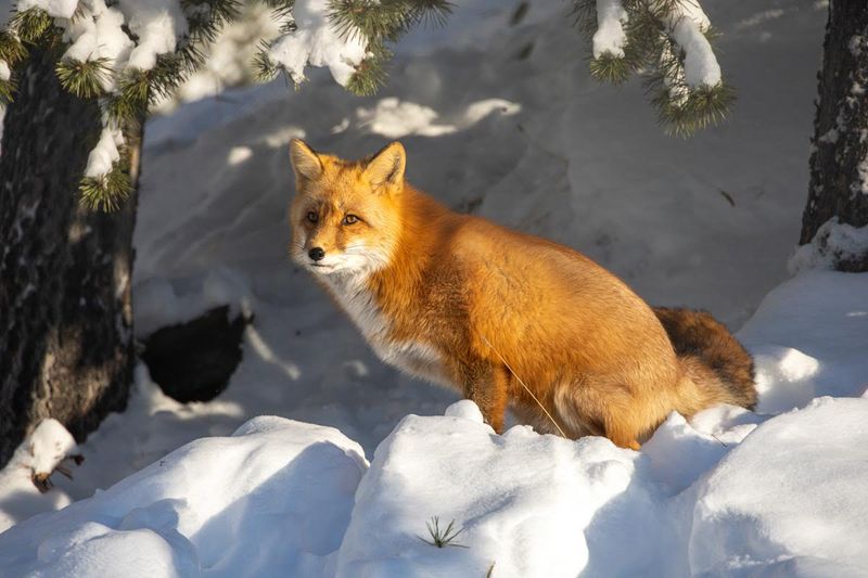 Red Fox