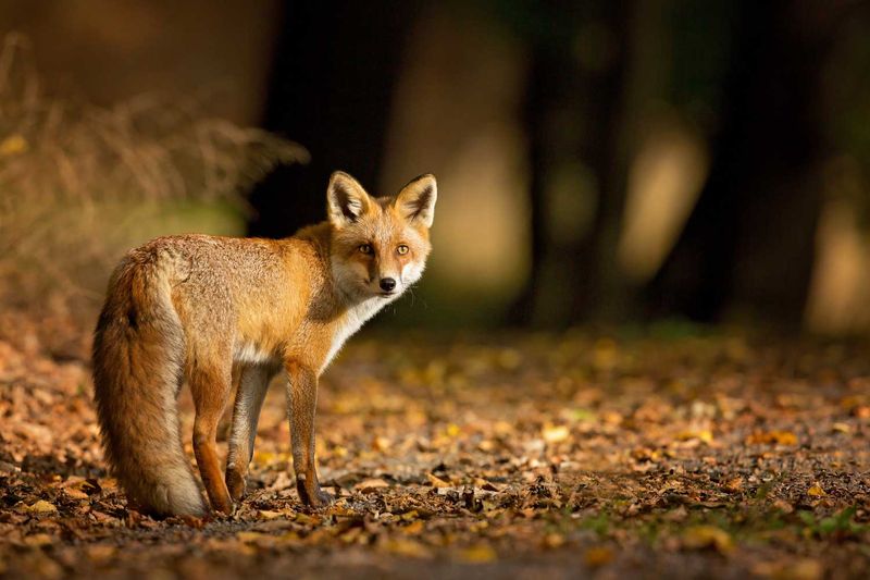 Red Fox