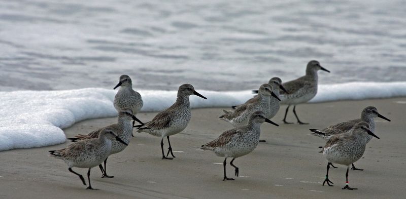 Red Knot