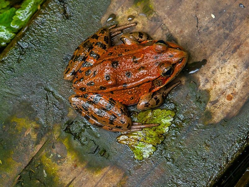 Red-Legged Frog