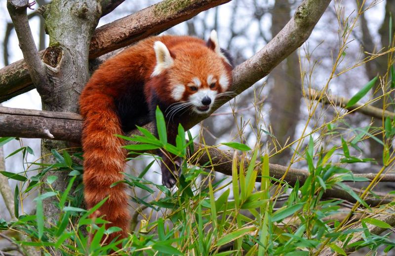 Red Panda
