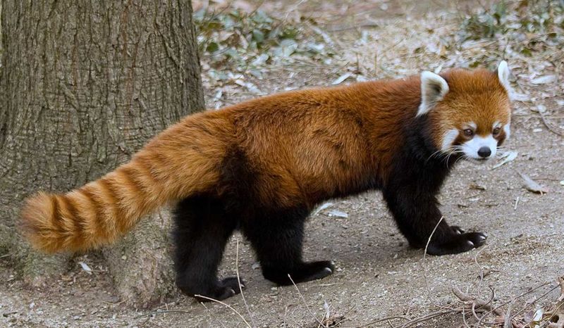 Red Panda