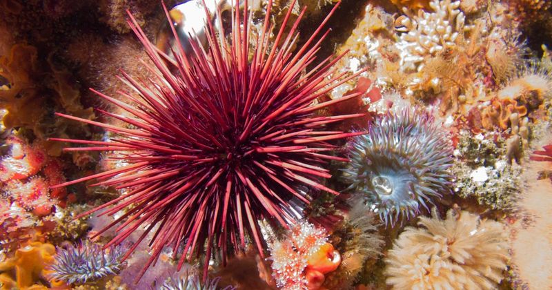 Red Sea Urchin