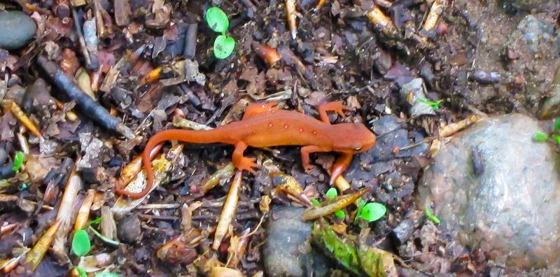 Red-Spotted Newt