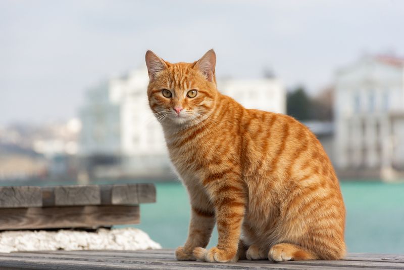 Red Tabby
