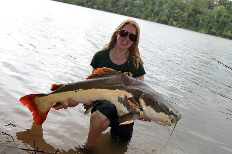 Red Tail Catfish