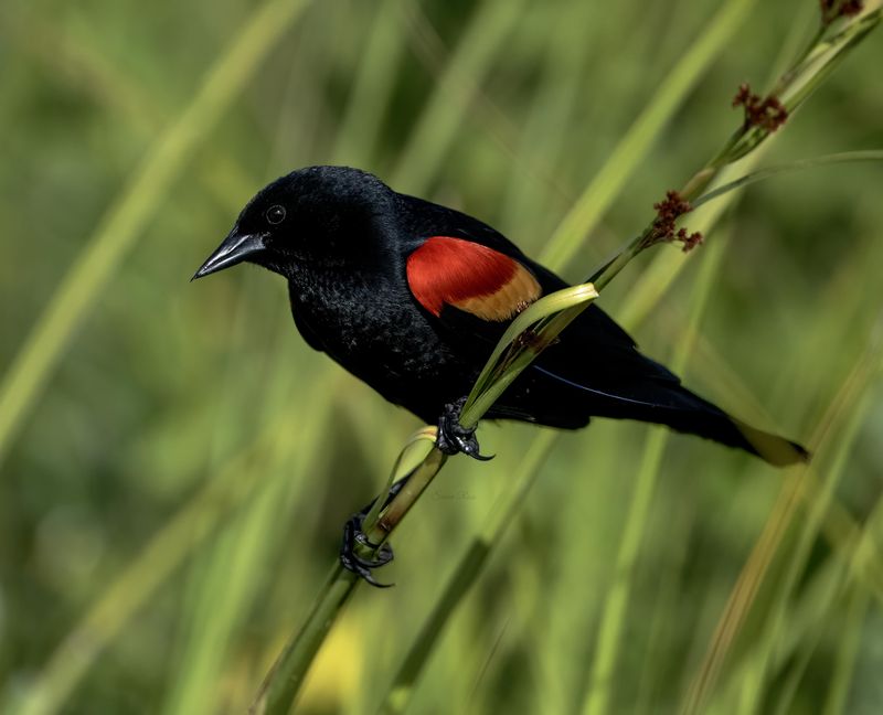 Red-Winged Blackbird