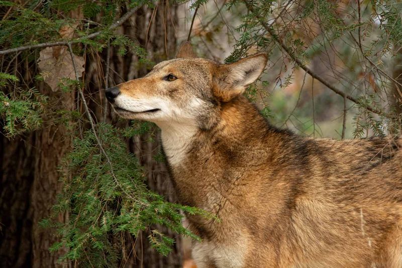 Red Wolf