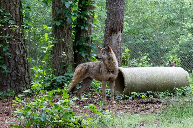 Red Wolf