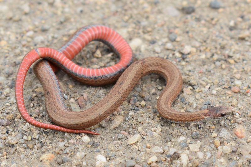 Red-bellied Snake