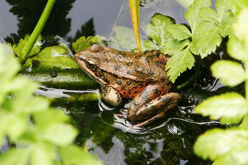 Red-legged Frog
