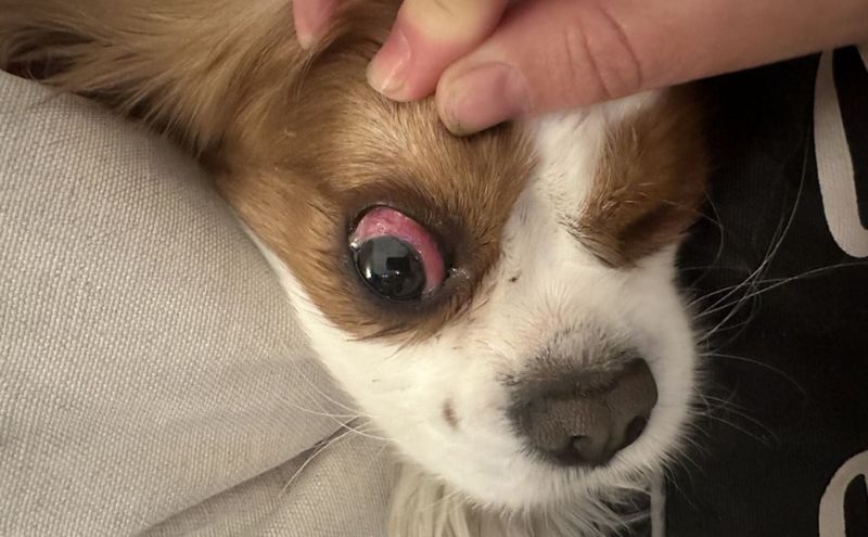 Red or Cloudy Eyes