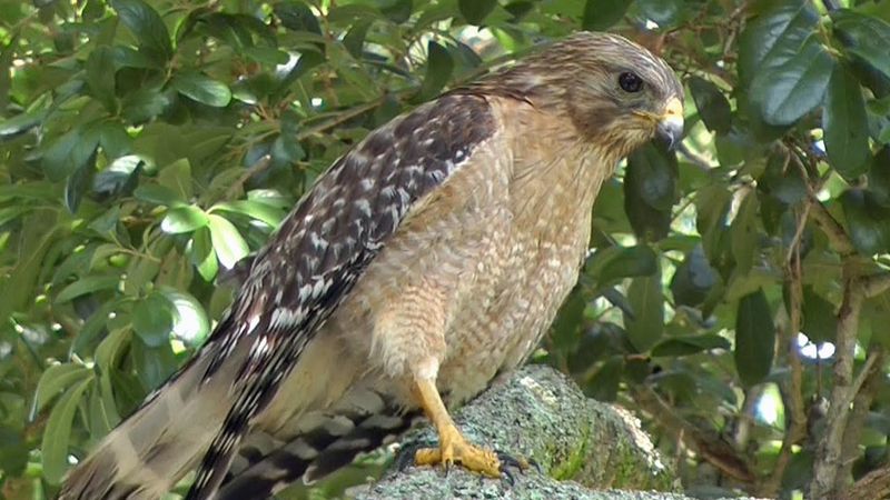 Red-shouldered Hawk