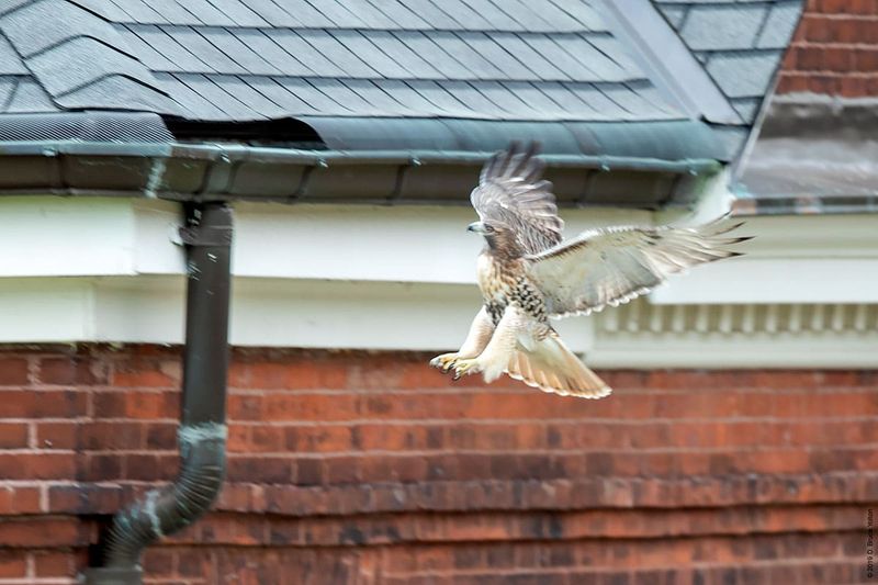 Red-tailed Hawk