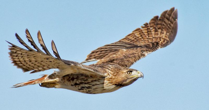 Red-tailed Hawk