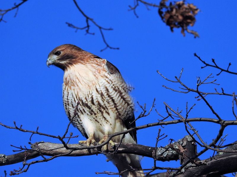 Red-tailed Hawk