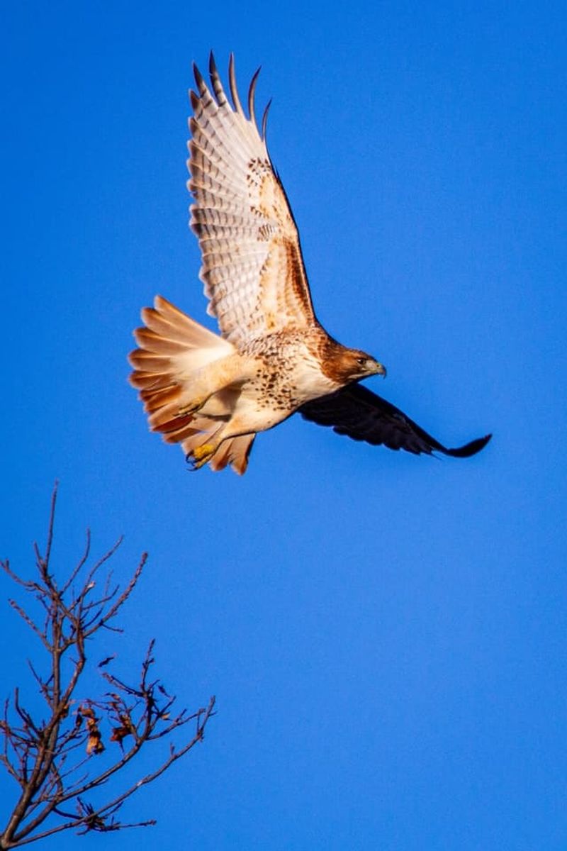 Red-tailed Hawk