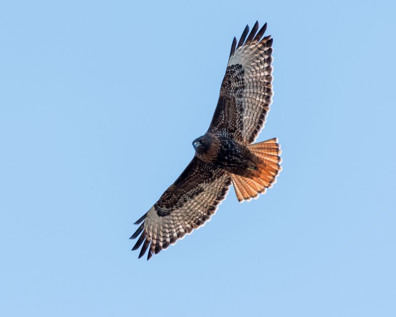 Red-tailed Hawk