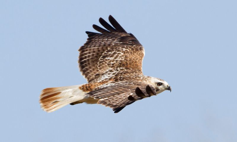 Red-tailed Hawk