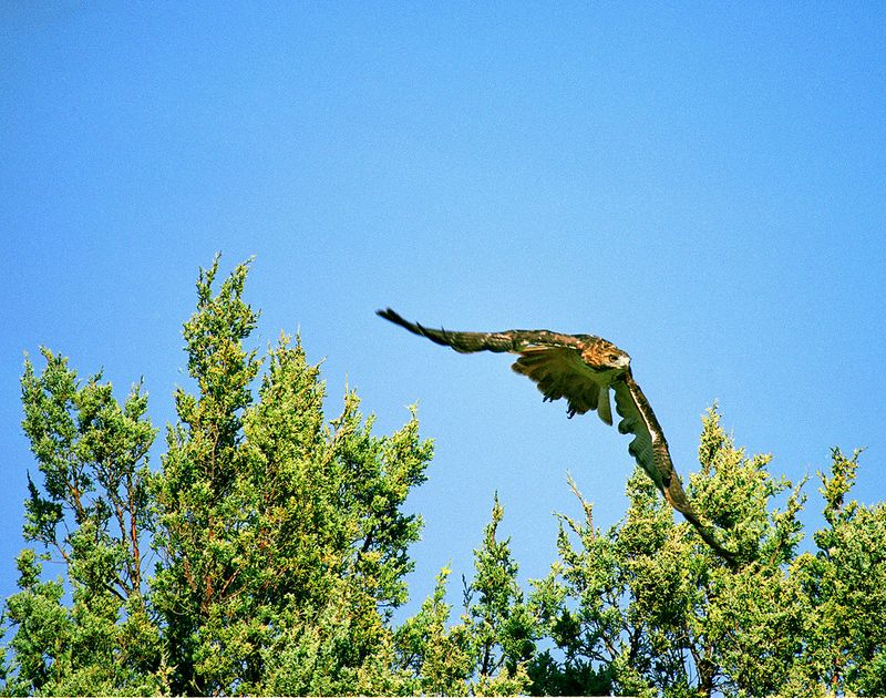 Red-tailed Hawks