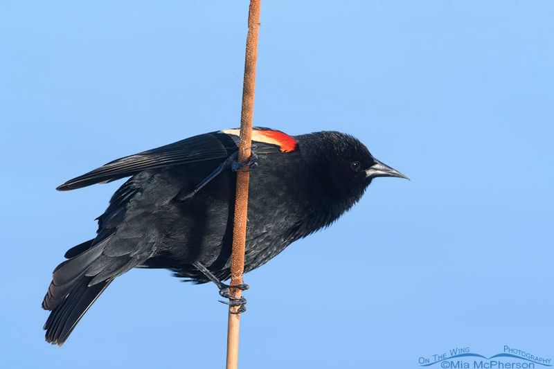 Red-winged Blackbird