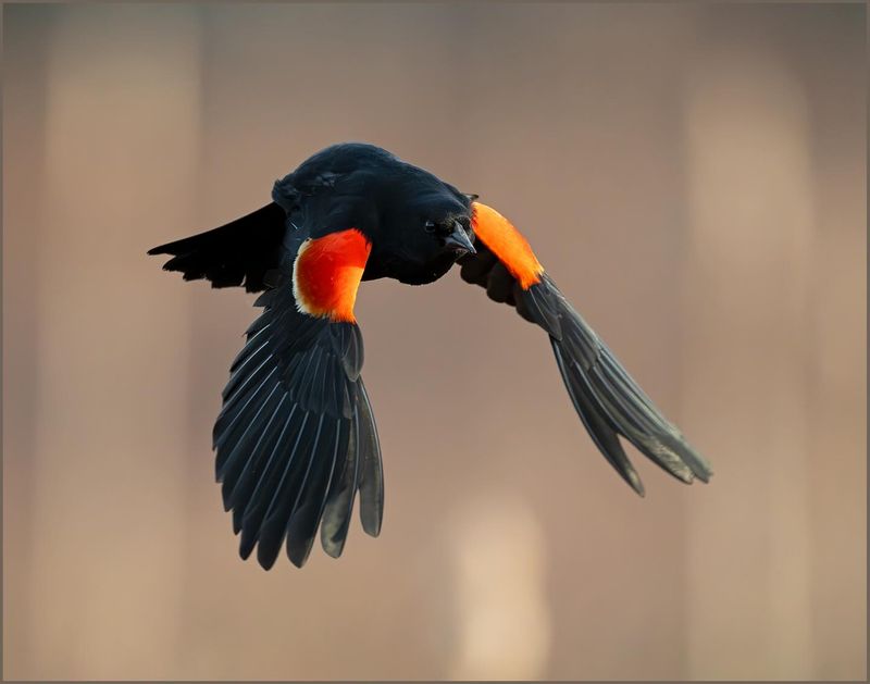 Red-winged Blackbird