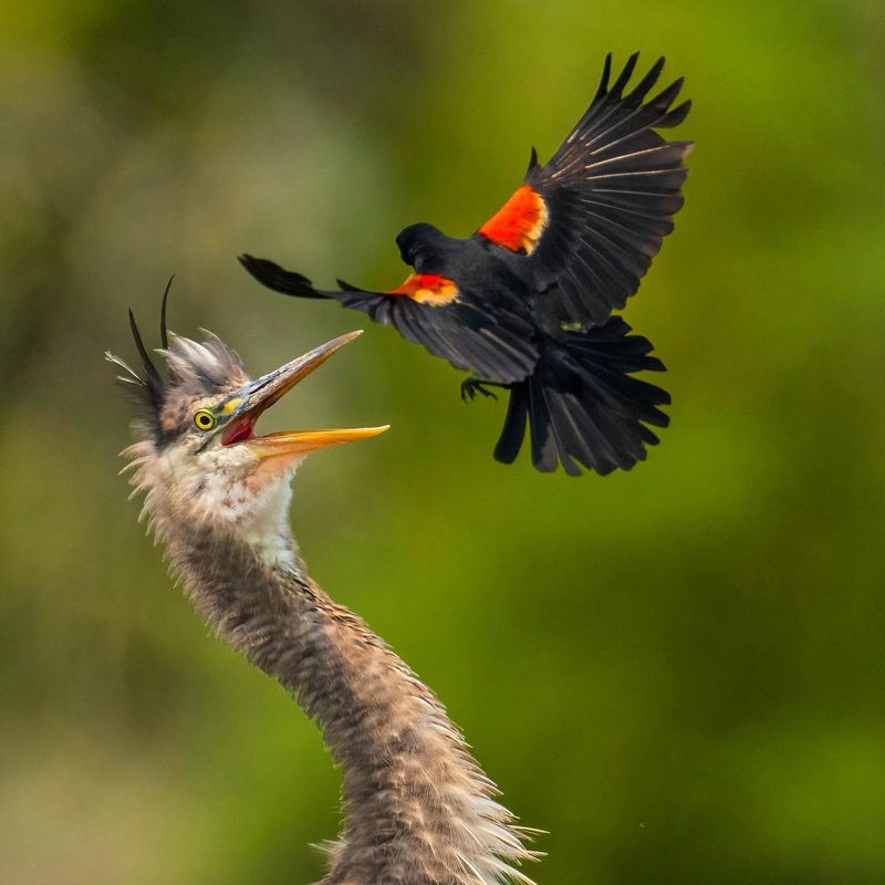 Red-winged Blackbird