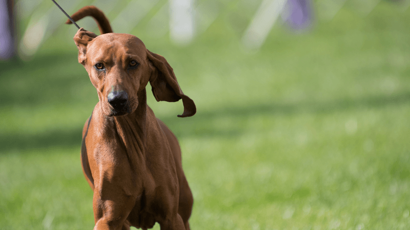 Redbone Coonhound