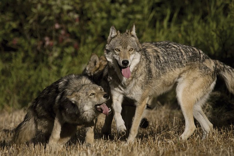 Reducing Livestock Predation