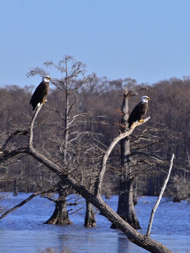 Reelfoot Lake, Tennessee