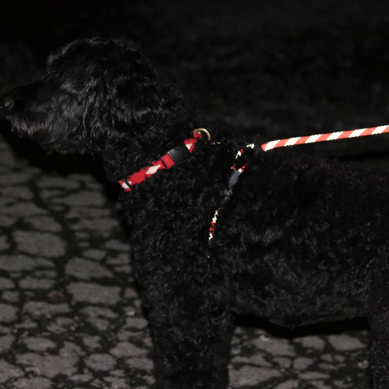 Reflective Harness and Leash