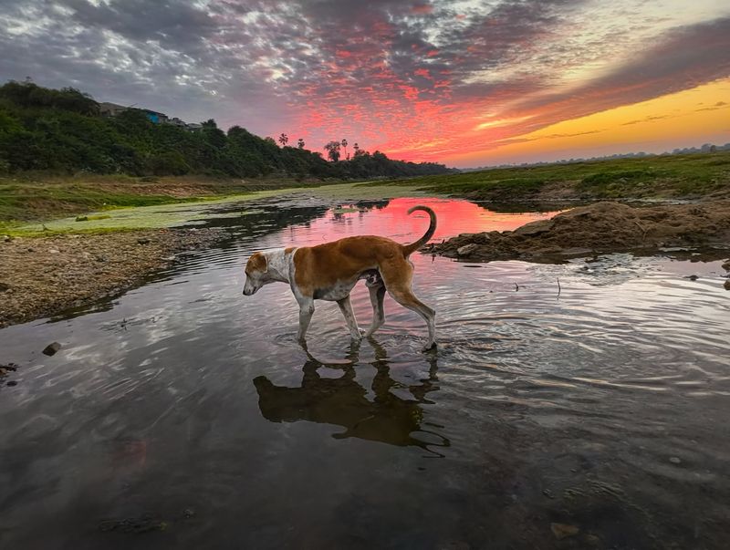 Reflective Solitude